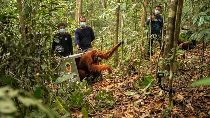 Orang utan korban karhutla di Ketapang dilepasliarkan.