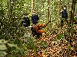 8 Orang Utan Korban Karhutla Dilepasliarkan, Habitat Masih Terancam