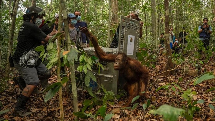 Pelepasliaran orang utan di Ketapang.