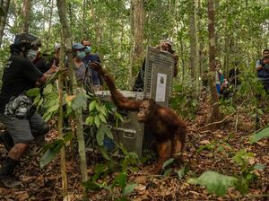 46 Orang Utan Diselamatkan dari Karhutla di Kalbar sejak Agustus