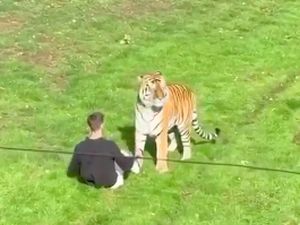 Video: Tragis! Pengunjung Kebun Binatang Tewas Usai Masuk Kandang Harimau