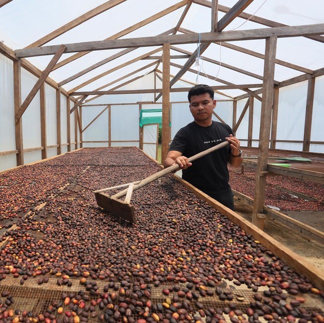 Petani Kopi Gayo Lues Bangkit Pascabanjir, Hasil Panen Tembus Pasar Jawa