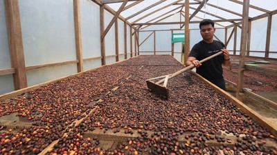Petani Kopi Gayo Lues Bangkit Pascabanjir, Hasil Panen Tembus Pasar Jawa