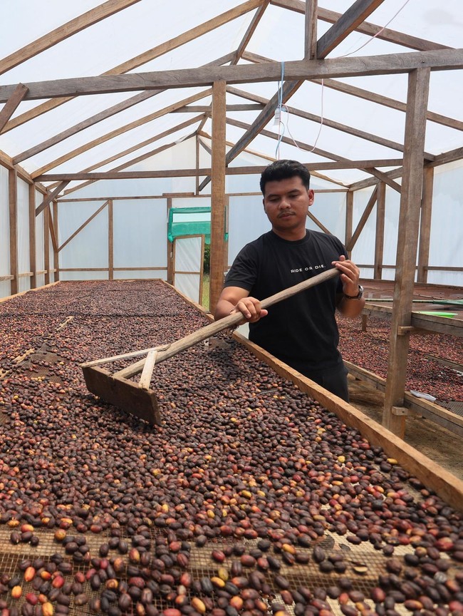 Petani Kopi Gayo Lues Bangkit Pascabanjir, Hasil Panen Tembus Pasar Jawa