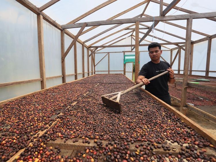 Petani Kopi Gayo Lues Bangkit Pascabanjir, Hasil Panen Tembus Pasar Jawa