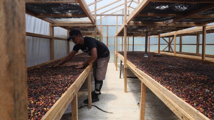 Kisah Ketangguhan Petani Gayo Lues Memulihkan Bisnis Kopi Usai Terjangkau Banjir (2)