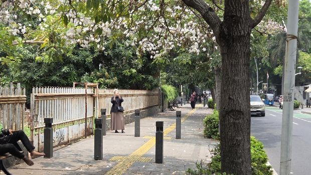 Suasana di Jalan Cikini Raya saat bunga tabebuya bermekaran (Taufiq/detikcom)