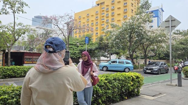 Sisi Lain Jakarta Pusat yang Disulap Mirip Musim Semi Negeri Ginseng Berkat Tabebuya (4)