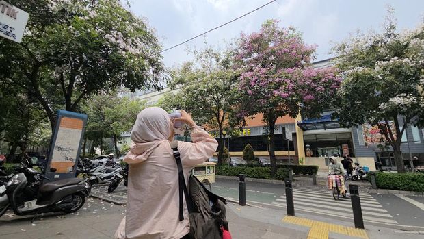 Suasana di Jalan Cikini Raya saat bunga tabebuya bermekaran (Taufiq/detikcom)