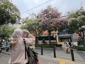 Jalanan Cikini Rasa Jepang Saat Bunga Tabebuya Bermekaran