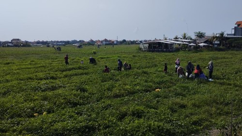 Sejumlah pengunjung mengikuti wisata petik semangka di Denpasar, Bali, Sabtu (10/10/2026). Pengunjung bisa memetik semangka dan membayar kepada petani di kebun.
