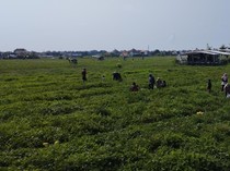 Wisata Petik Semangka di Desa Sanur Kauh