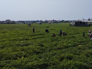 Wisata Petik Semangka di Desa Sanur Kauh