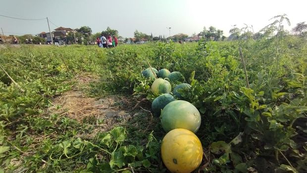 Semangka biji dan tanpa biji di Sanur Kauh, Denpasar, Bali, Sabtu (10/10/2026). Petani menanam semangka merah dan kuning di kebun tersebut.