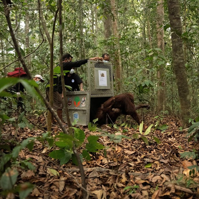 Induk-Anak Orangutan Korban Karhutla Dilepasliarkan di Hutan Kalbar