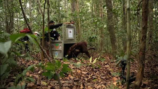 Induk-Anak Orangutan Korban Karhutla Dilepasliarkan di Hutan Kalbar