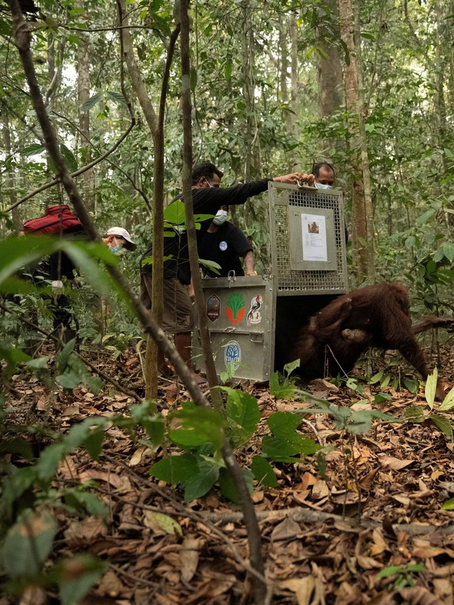 Induk-Anak Orangutan Korban Karhutla Dilepasliarkan di Hutan Kalbar
