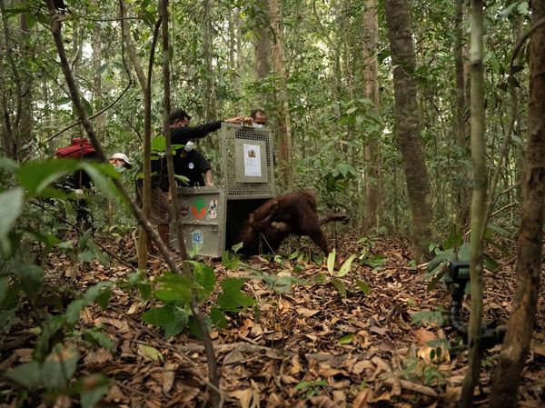 Induk-Anak Orangutan Korban Karhutla Dilepasliarkan di Hutan Kalbar