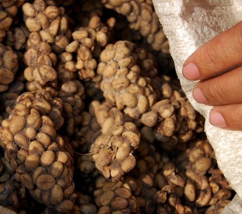 Kopi Luwak Masuk Daftar 6 Kopi Terlangka di Dunia, Ada Apa Saja?