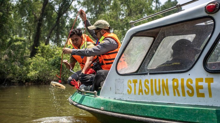 Menjaga ruang hidup Bekantan di tengah kabut asap Petugas Yayasan Sahabat Bekantan Indonesia (SBI) mengecek kadar air sungai saar pemantauan habitat bekantan (Nasalis larvatus) di Pulau Curiak, Kabupaten Barito Kuala, Kalimantan Selatan.