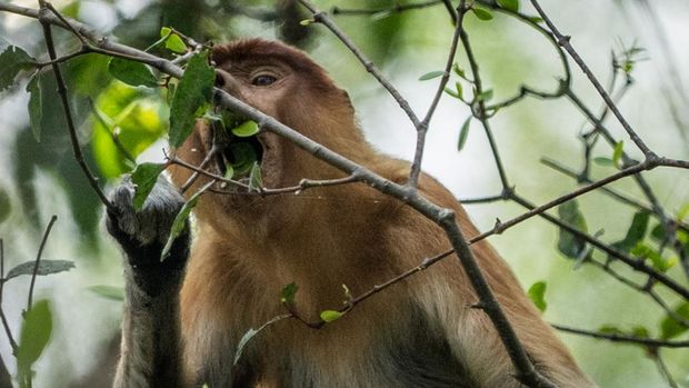 Menjaga ruang hidup Bekantan di tengah kabut asap Seekor bekantan (Nasalis larvatus) memakan pucuk daun di Pulau Curiak, Kabupaten Barito Kuala, Kalimantan Selatan.