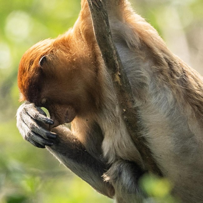 Bekantan di Persimpangan Ancaman Karhutla dan Kerusakan Habitat