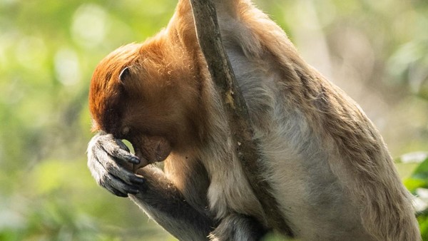 Bekantan di Persimpangan Ancaman Karhutla dan Kerusakan Habitat
