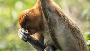 Bekantan di Persimpangan Ancaman Karhutla dan Kerusakan Habitat