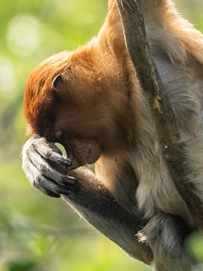 Bekantan di Persimpangan Ancaman Karhutla dan Kerusakan Habitat