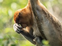 Bekantan di Persimpangan Ancaman Karhutla dan Kerusakan Habitat