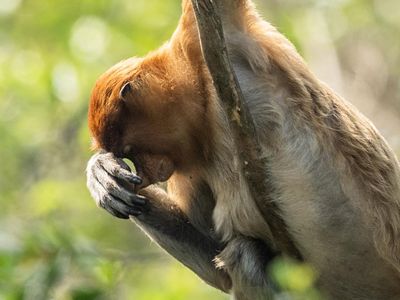 Bekantan di Persimpangan Ancaman Karhutla dan Kerusakan Habitat