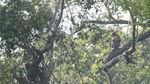 Bekantan di Persimpangan Ancaman Karhutla dan Kerusakan Habitat Bekantan di Persimpangan Ancaman Karhutla dan Kerusakan Habitat