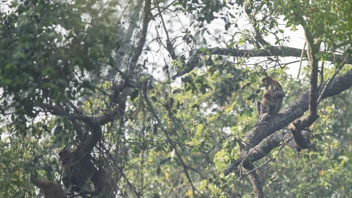 Menjaga ruang hidup Bekantan di tengah kabut asap Sejumlah bekantan (Nasalis larvatus) bertengger di pohon Pulau Curiak, Kabupaten Barito Kuala, Kalimantan Selatan.