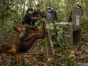 8 Orang Utan Korban Karhutla di Kalbar Dipindah ke Hutan Lindung
