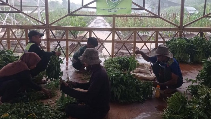 Panen kangkung pertanian Bomang