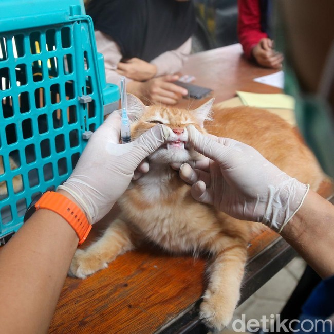 Pawrents Ramai-ramai Bawa Anabul Vaksinasi Rabies Gratis