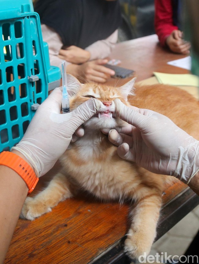 Pawrents Ramai-ramai Bawa Anabul Vaksinasi Rabies Gratis