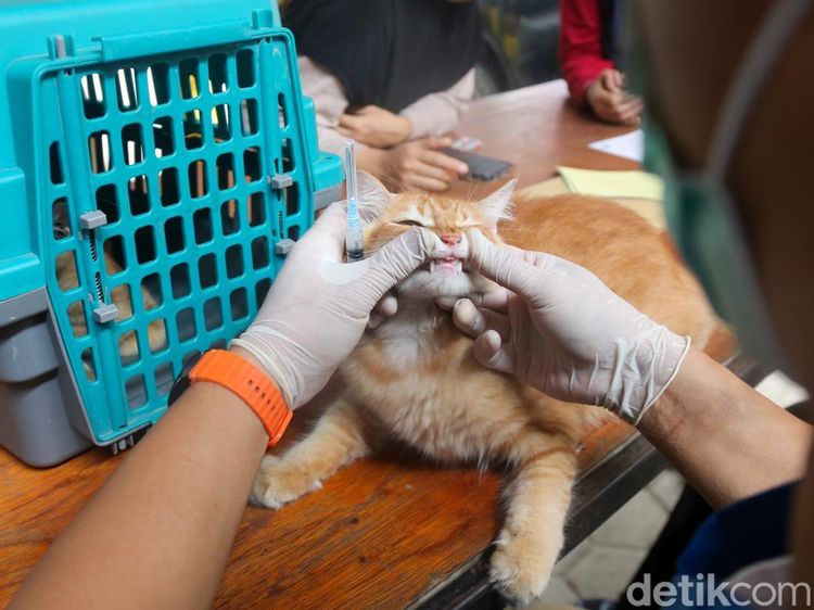 Pawrents Ramai-ramai Bawa Anabul Vaksinasi Rabies Gratis