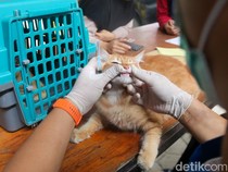 Pawrents Ramai-ramai Bawa Anabul Vaksinasi Rabies Gratis