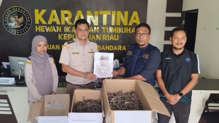 Petugas Karantina Kepulauan Riau menunjukkan ribuan kuda laut kering sebanyak 1.728 ekor dengan berat total 6,5 kilogram yang digagalkan pengirimannya melalui Bandara Raja Haji Fisabilillah (RHF), Tanjungpinang