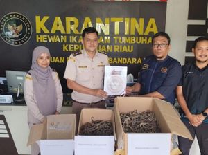Pengiriman 1.728 Kuda Laut Kering Ilegal Digagalkan di Tanjungpinang