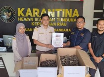 Pengiriman 1.728 Kuda Laut Kering Ilegal Digagalkan di Tanjungpinang