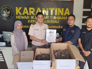 Pengiriman 1.728 Kuda Laut Kering Ilegal Digagalkan di Tanjungpinang