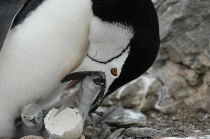 Pulau Ini Dulu Dipenuhi 600 Ribu Penguin, Kini Menyusut