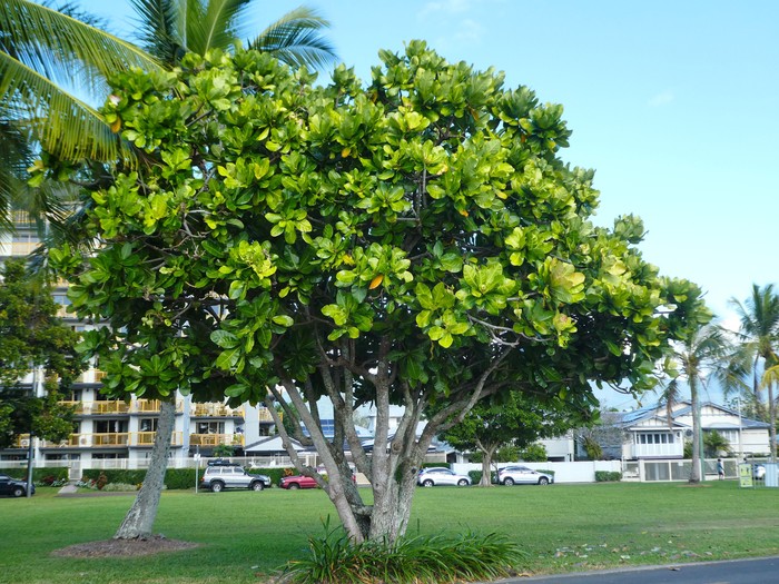 Pohon Keben (Barringtona asiatica)