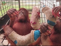 Video: Pilu Orang Utan Novita Kehilangan Jari Imbas Karhutla