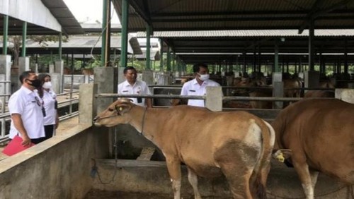 Sapi Bali yang dikembangbiakkan di Sentra Ternak Sobangan, Badung. (Disperpa Badung)
