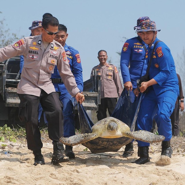 20 Penyu Hijau Hasil Sitaan Dilepasliarkan di Bali