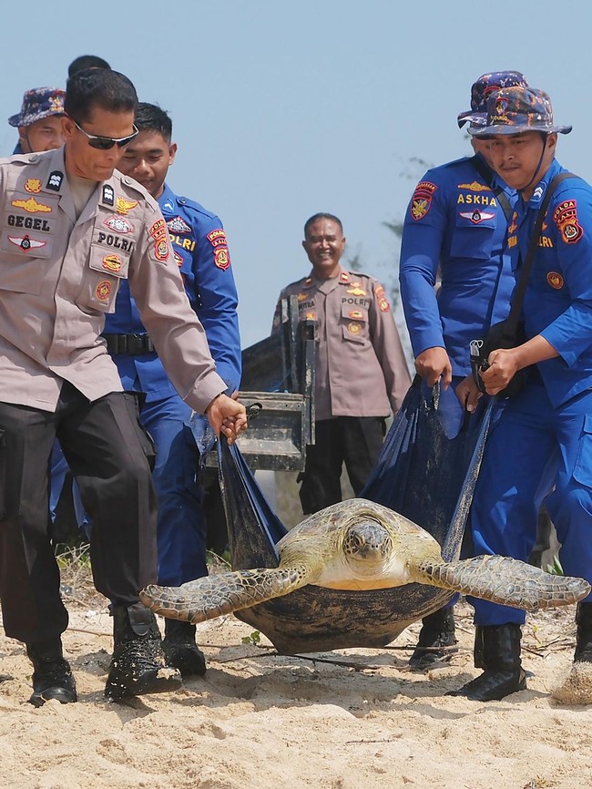 20 Penyu Hijau Hasil Sitaan Dilepasliarkan di Bali