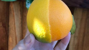 Jeruk atau grapefruit? Buah unik ini memiliki dua warna yang terbelah hampir sempurna, kuning di satu sisi dan oranye di sisi lainnya. Seolah ada kesalahan saat alam mewarnainya. Foto: Bored Panda Foto: via Boredpanda